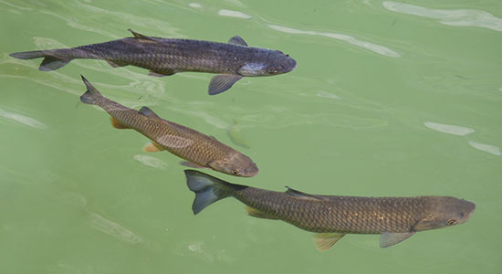 For salmon and humans alike, clean water is a basic necessity.